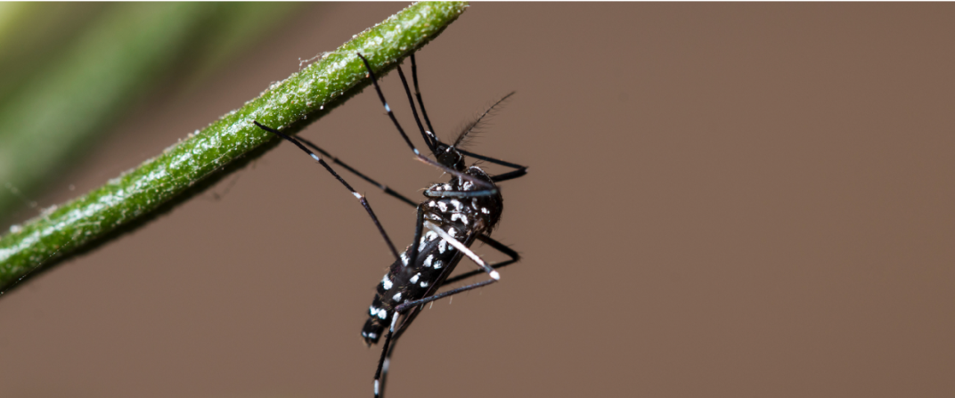 Aedes albopictus, a chikungunya carrying mosquito, on a green stalk.