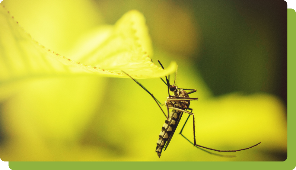 Chikungunya mosquito hovering on tropical leaf.