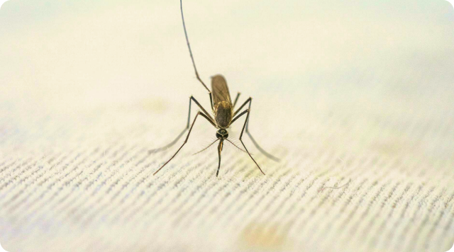 Chikungunya information from European Centre for Disease Prevention and Control (ECDC)