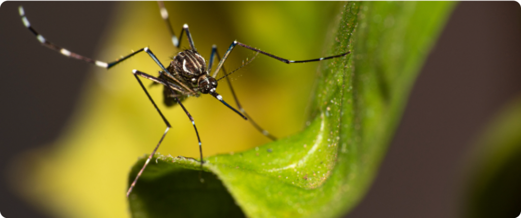 Aedes aegypti, a common chikungunya mosquito, on a leaf.
