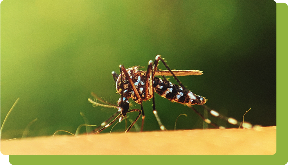 Traveller suffers a chikungunya mosquito bite.
